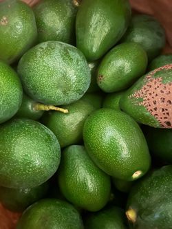 Avocados