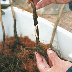 Red Raspberry Bare Root Plants, Set Of 10 Plants