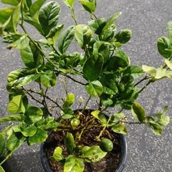 Grafted Dwarf Mexican Lime Trees 😃🌿🌿🌿🍋‍🟩🍋‍🟩🍋‍🟩