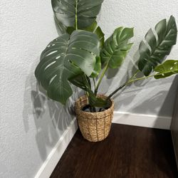 Plant