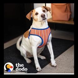 The Dodo Striped Dog Harness Soft breathable Large Happy Pet Happy Life New with