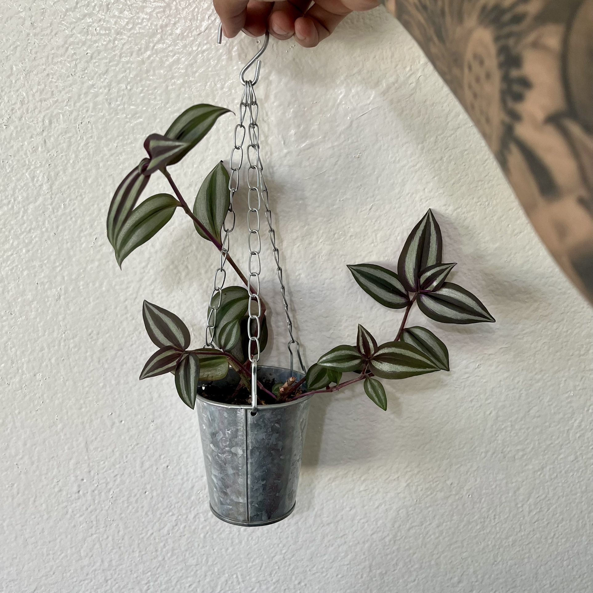 Tradescantia Zebrina