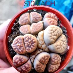 LITHOPS AND SUCCULENT SALE. ALL THIS WEEK IN SAN LORENZO