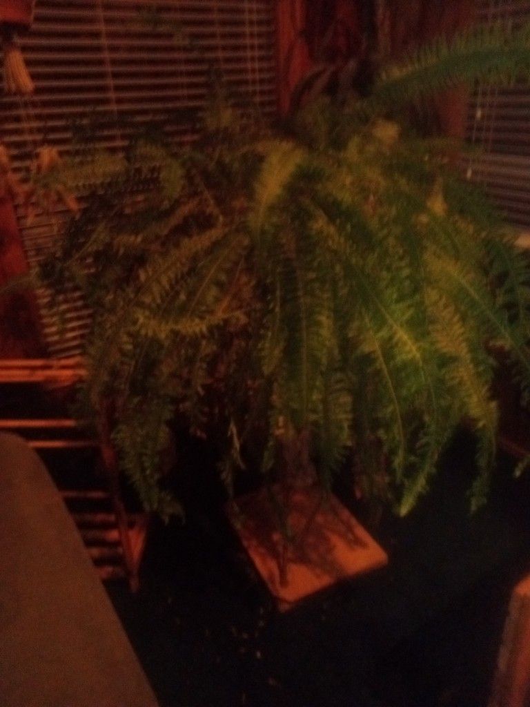 Giant Fern Plant