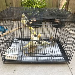 Bird Cage 