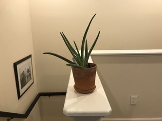 Aloe Vera plant in terracotta pot with terracotta saucer