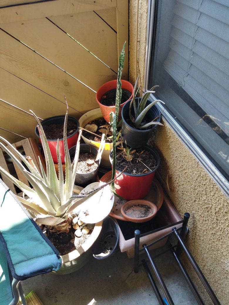 Plants and pots with soil