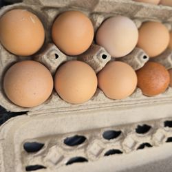 Fresh Organic Eggs