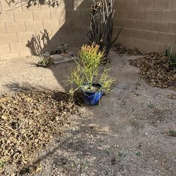Fire Stick Succulent In Nice Pot