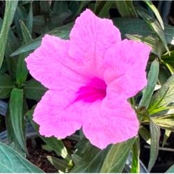 Ruelias Bushes $10 Each 