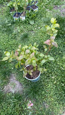 Blueberry plant