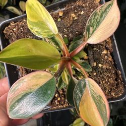 🔥🔥Red Congo Variegated Philodendron🔥🔥