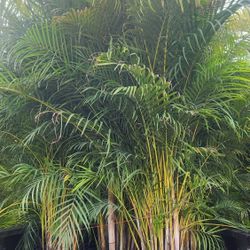Spectacular Arecas Palms For Inmediate Privacy!!! About 9 Feet Tall!!! Excellent Price! Fertilized 