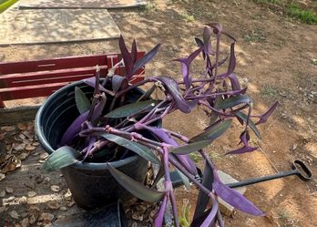 Plants For Sale  5g $10