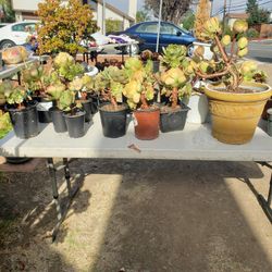 Succulent $3 To $7 Each