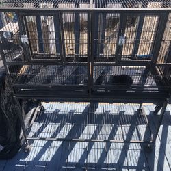Birds Cage 