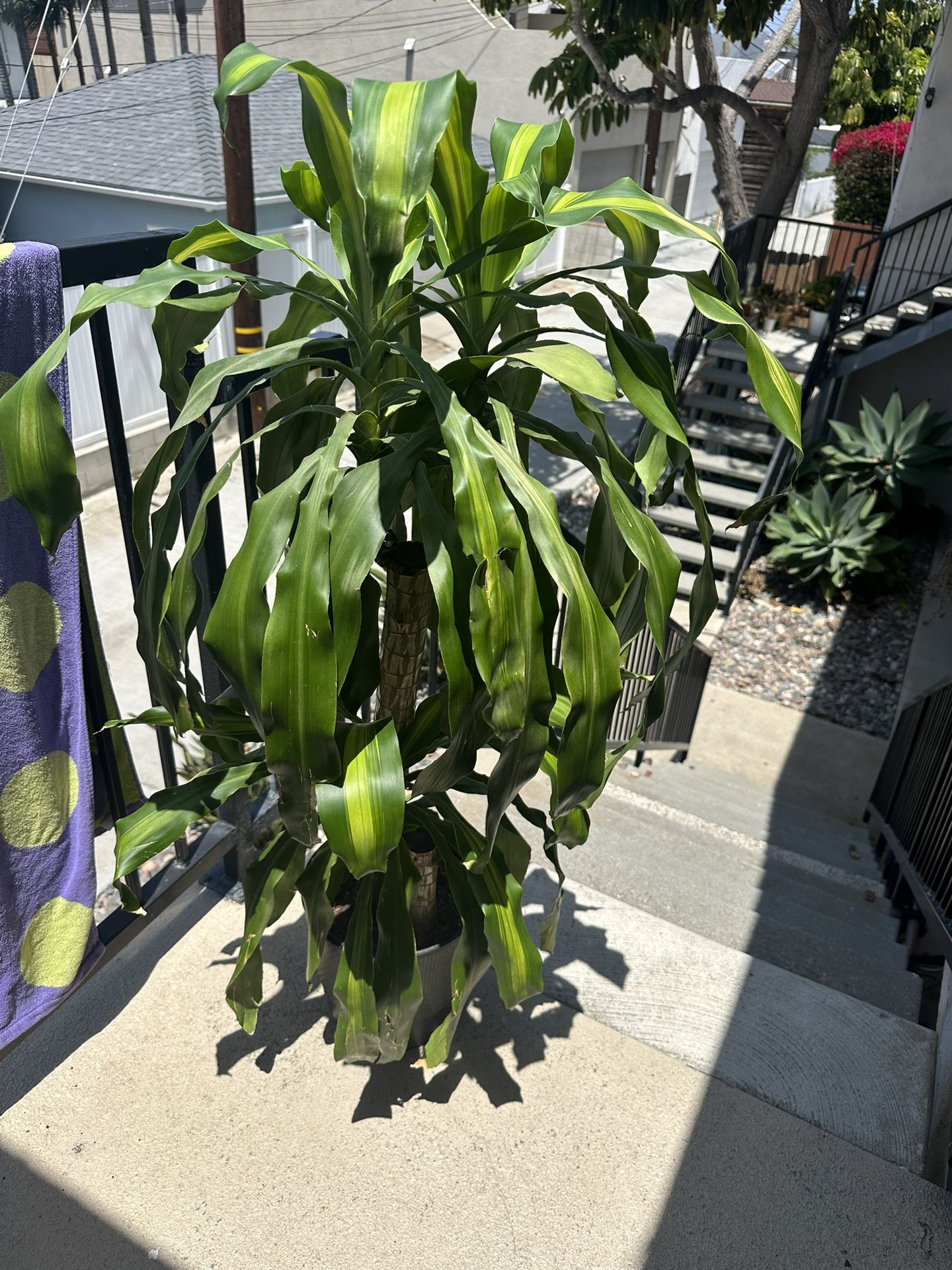 House Plant