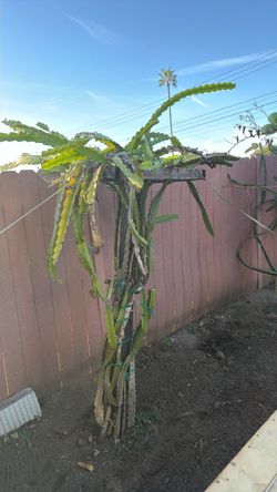 Dragon fruit
