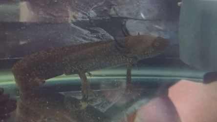 Axolotl