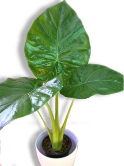 Shiny, Big Leaf Alocasia Green Plant - 4inch