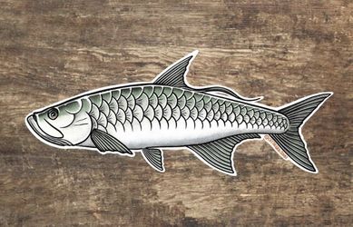 Tarpon fishing sticker
