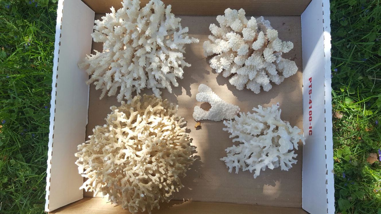 Coral
