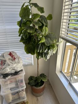 Faux Fiddle Tree