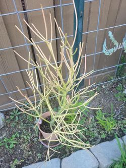 Succulent plant