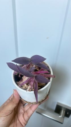 Cute lil velvet  purple tradescandia in pot