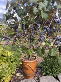 Concord Grapes In A Pot