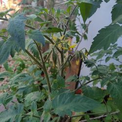 Organic Tomato Plants With Fruit 