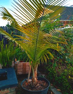 Palm Tree