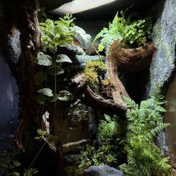 Tanks With Backgrounds 