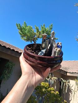 Small Juniper Bonsai Tree $38