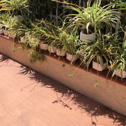 Spider Plants