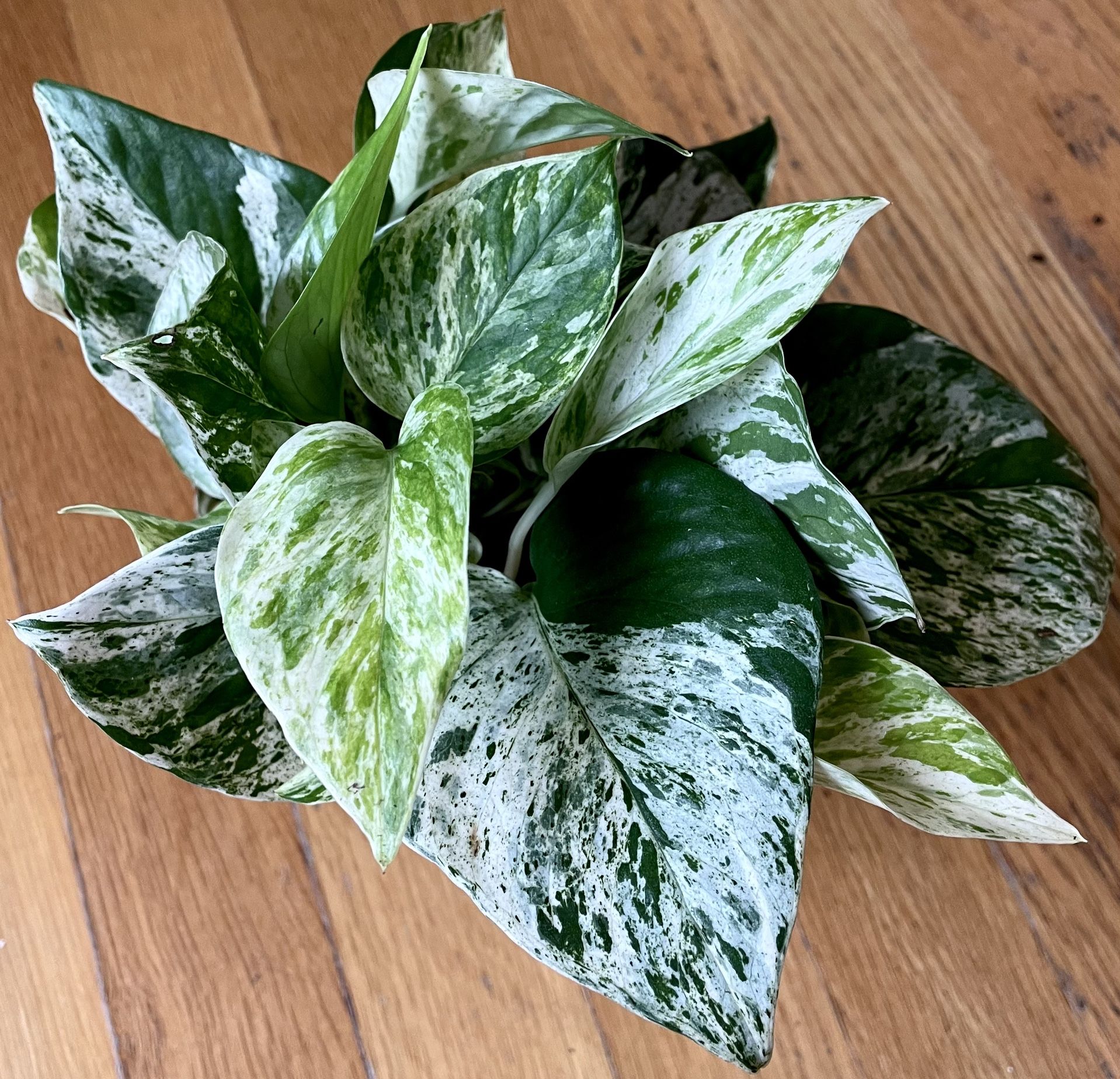 Marble Queen Pothos / LowLight Friendly/ Free Delivery Available for