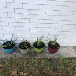 AloeVera 