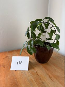 Hoya Carnosa