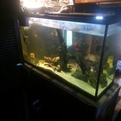 Aquarium 60 Gal + Filtration 