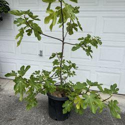 fig tree plants