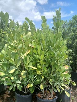 Clusia Overgrown 4-4.5'ft 🌼 $23