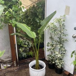 4-4.5ft huge leaf bird of paradise, ceramic pot not included; indoor/outdoor 95820