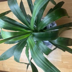 Plants 