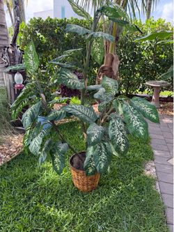 SILK PLANT