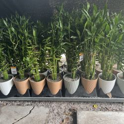 Lucky Bamboo In Ceramic Pot. SPECIAL PRICE 🤩