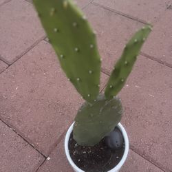 Homegrown Green Bunny Ear Cactus In White Ceramic Pot