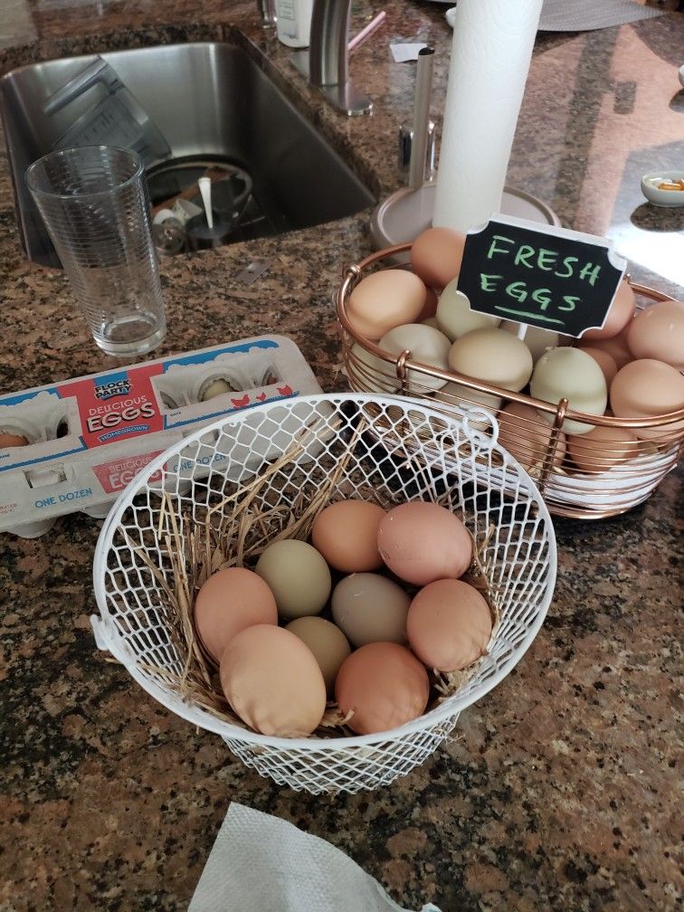 Cage Free Organic Eggs