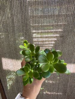Small dwarf jade