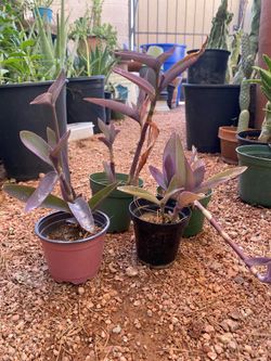 PURPLE PLANT