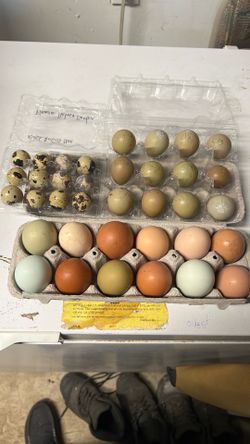 Eggs